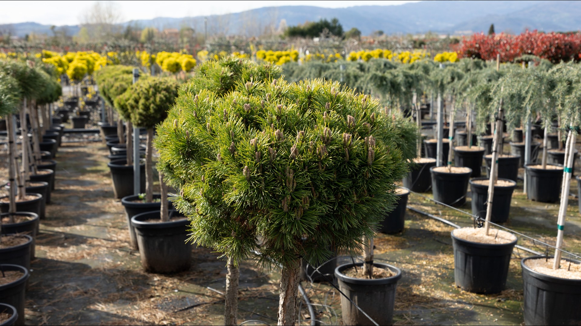 Pinus rustici in vaso nel vivaio Vivai Reali a Pistoia