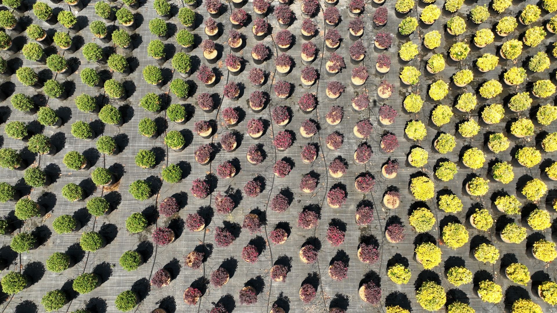 Piante in vaso di varietà diverse viste dal drone, Vivai Reali Pistoia
