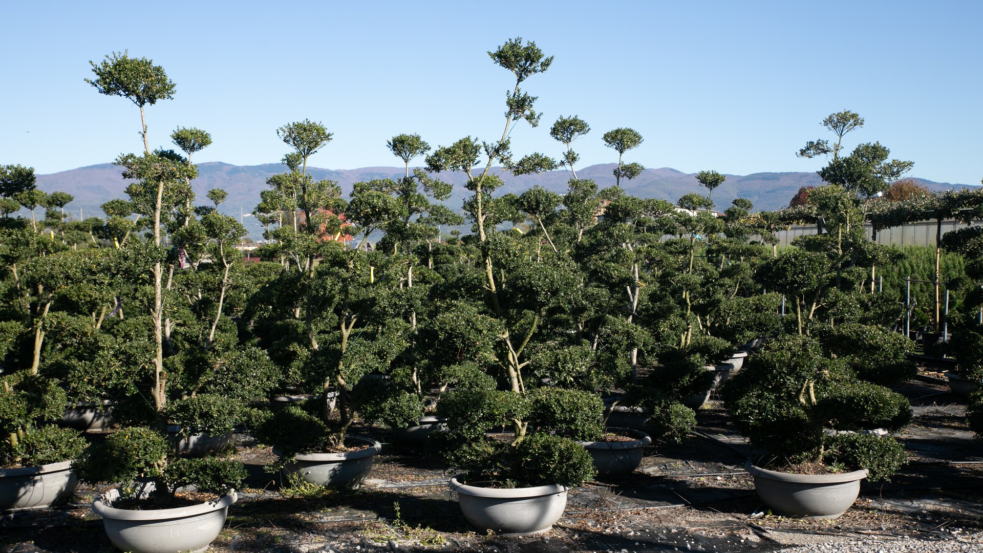 Topiaria in Ilex crenata nel vivaio Vivai Reali a Pistoia