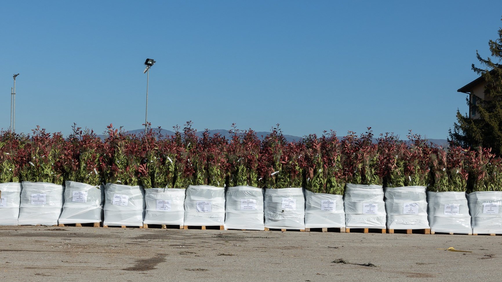 Photinia in big bag pronte per la spedizione, Vivai Reali Pistoia